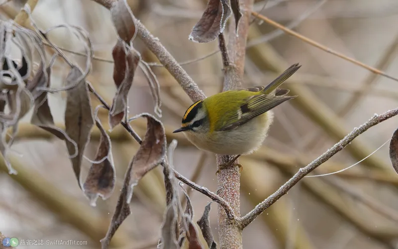 火冠戴菊 Common Firecrest