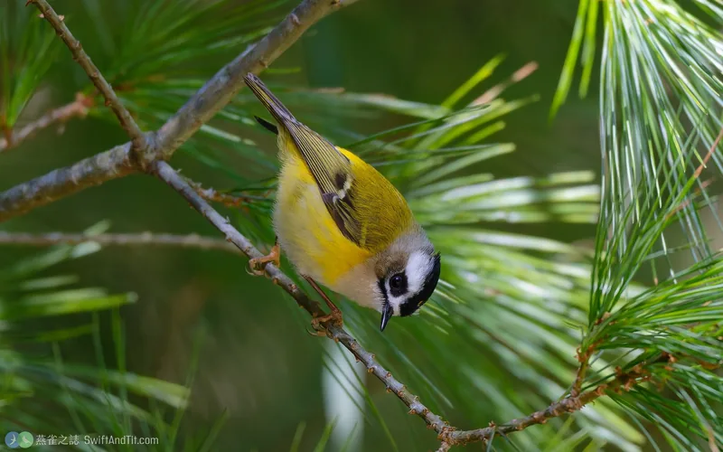 火冠戴菊鳥 Flamecrest