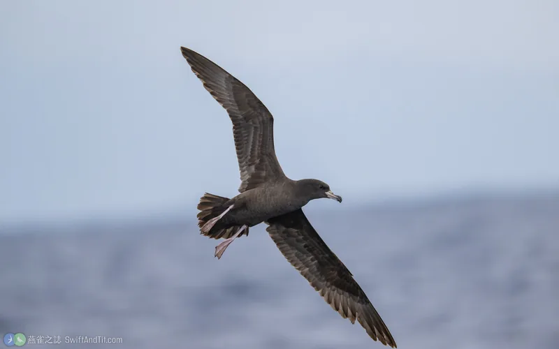 肉足水薙鳥 Flesh-footed Shearwater