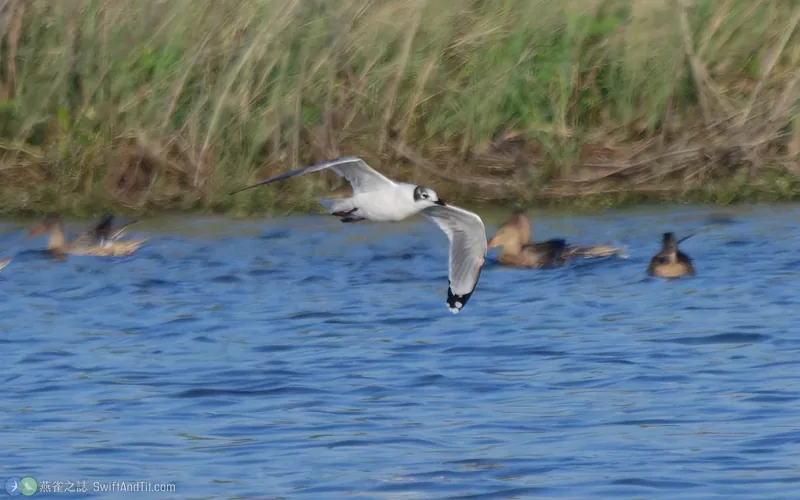 弗氏鷗 Franklin's Gull