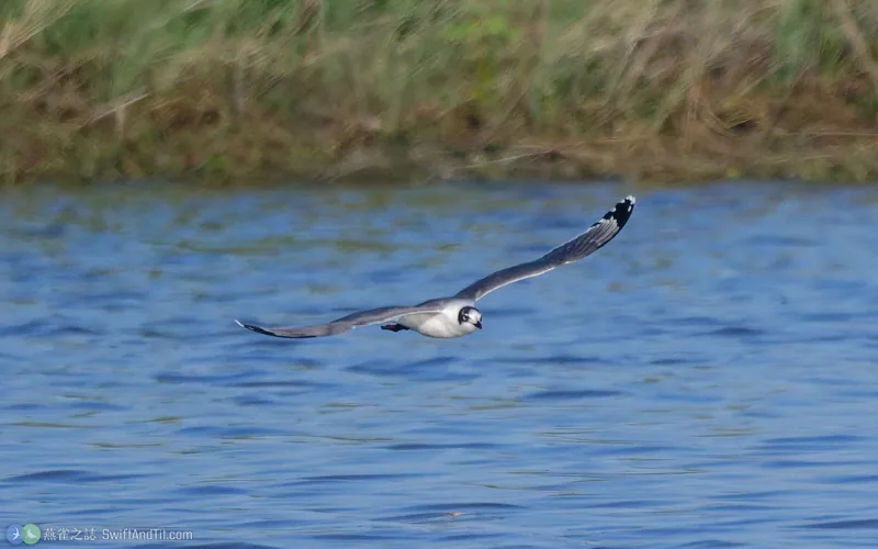 弗氏鷗 Franklin's Gull 飛行