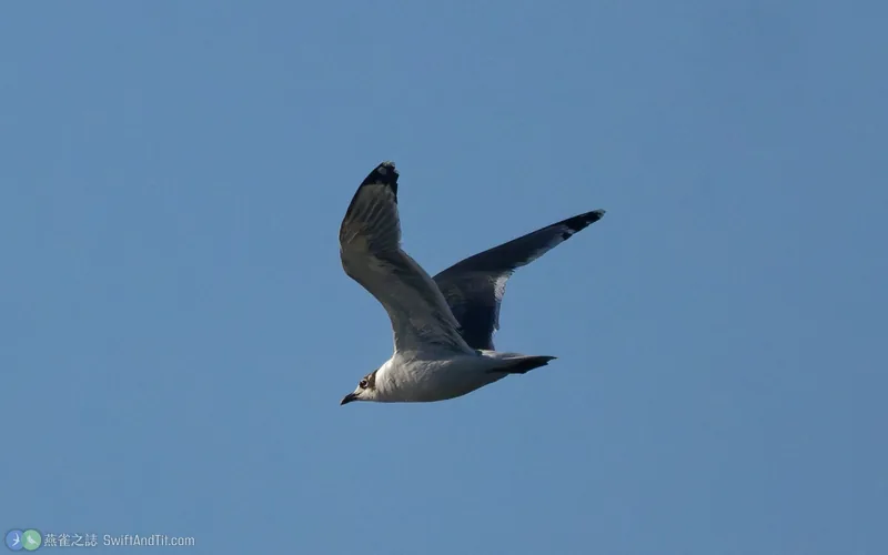 弗氏鷗 Franklin's Gull 飛行