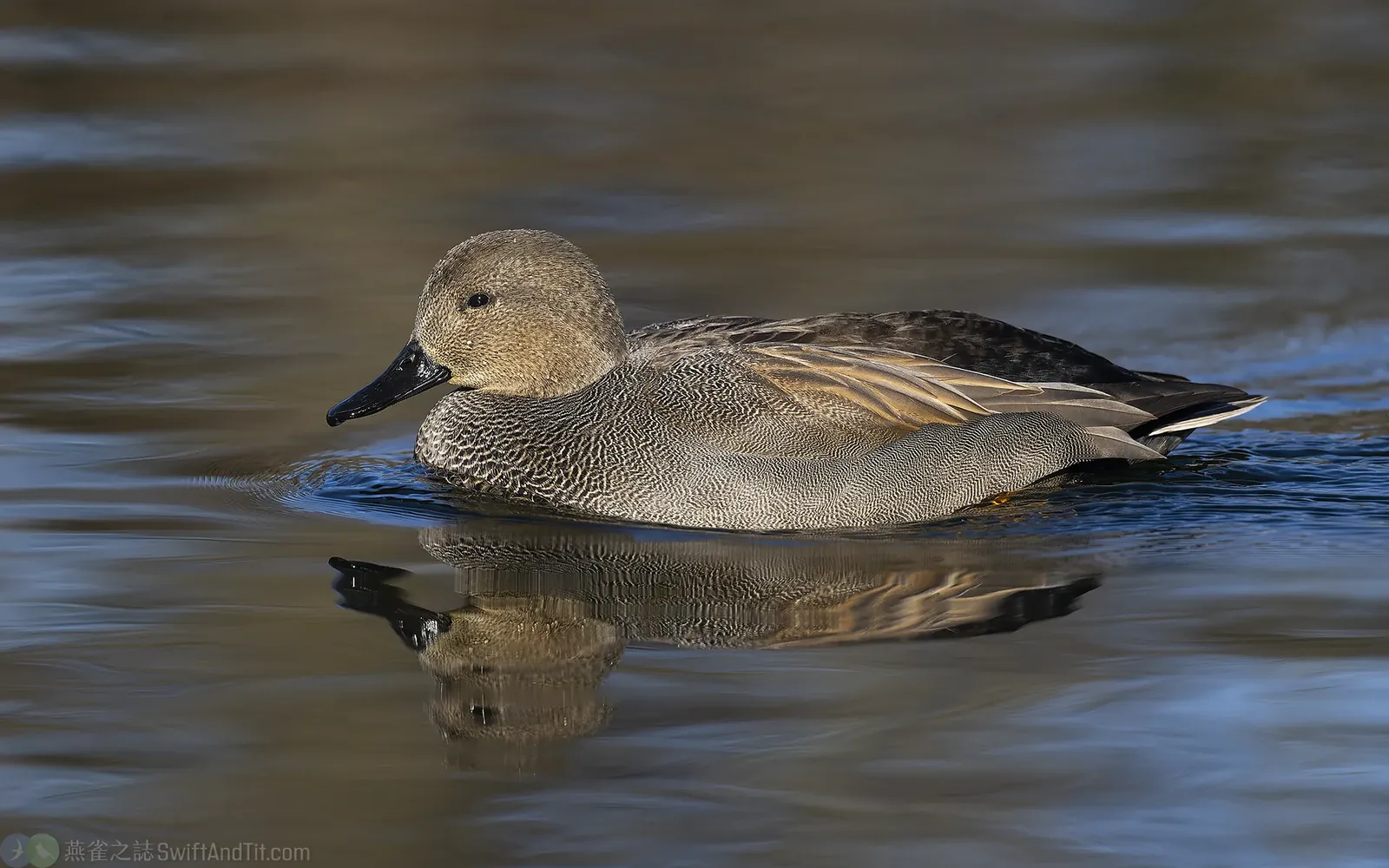 赤膀鴨 Gadwall