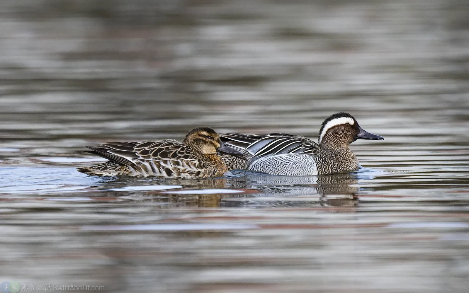 白眉鴨 Garganey