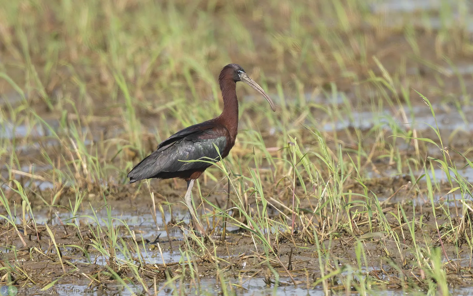 彩䴉 Glossy Ibis
