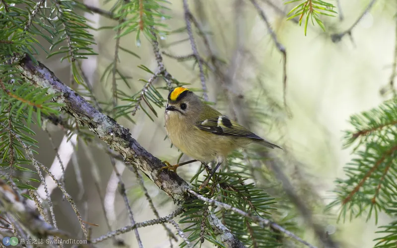 戴菊鳥 Goldcrest