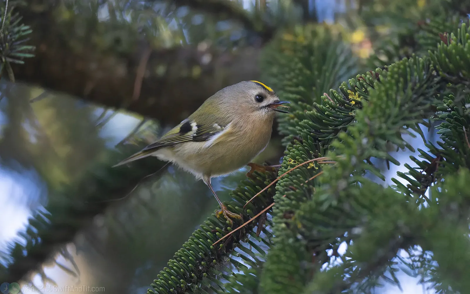 戴菊鳥 Goldcrest