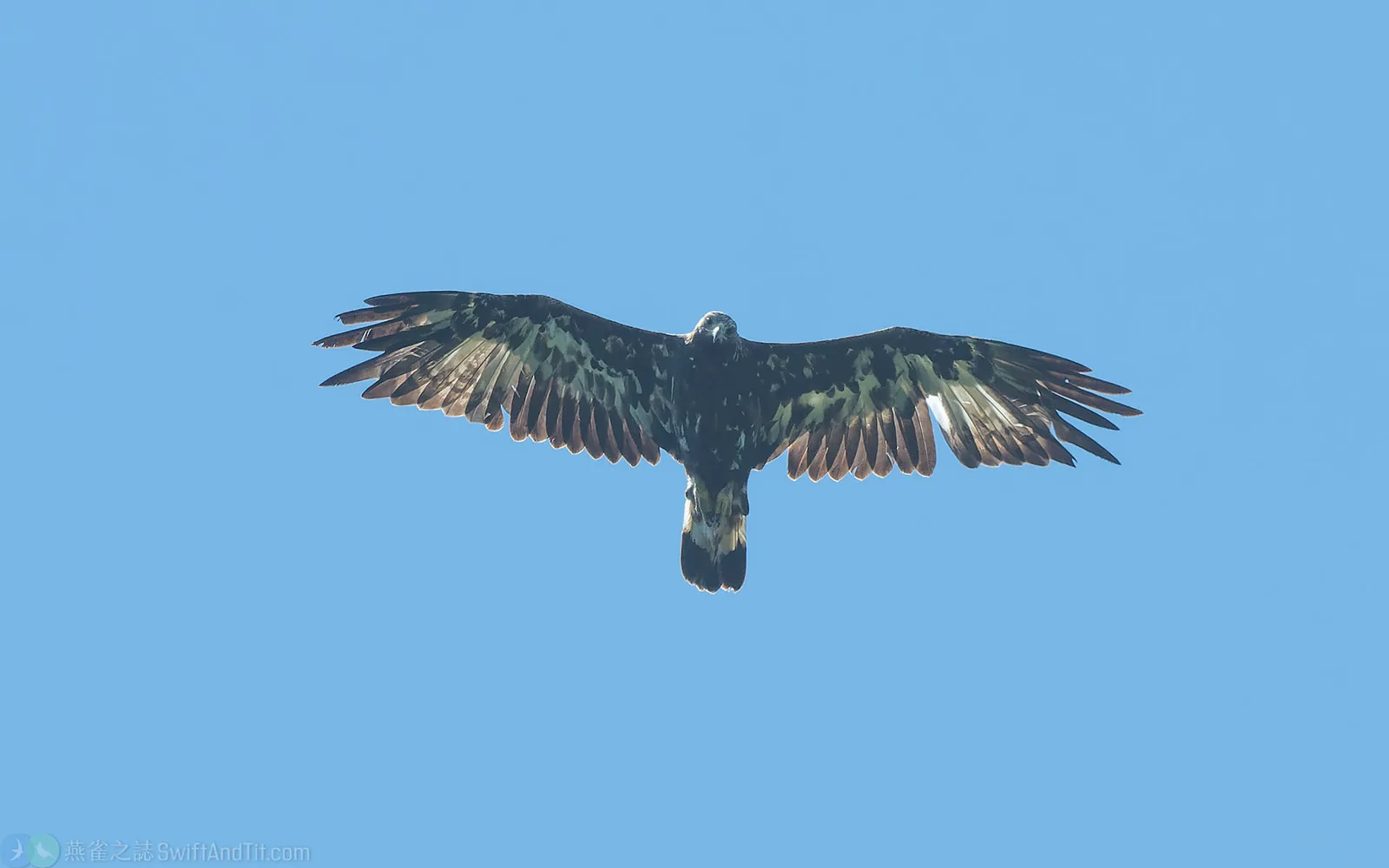 金鵰 Golden Eagle
