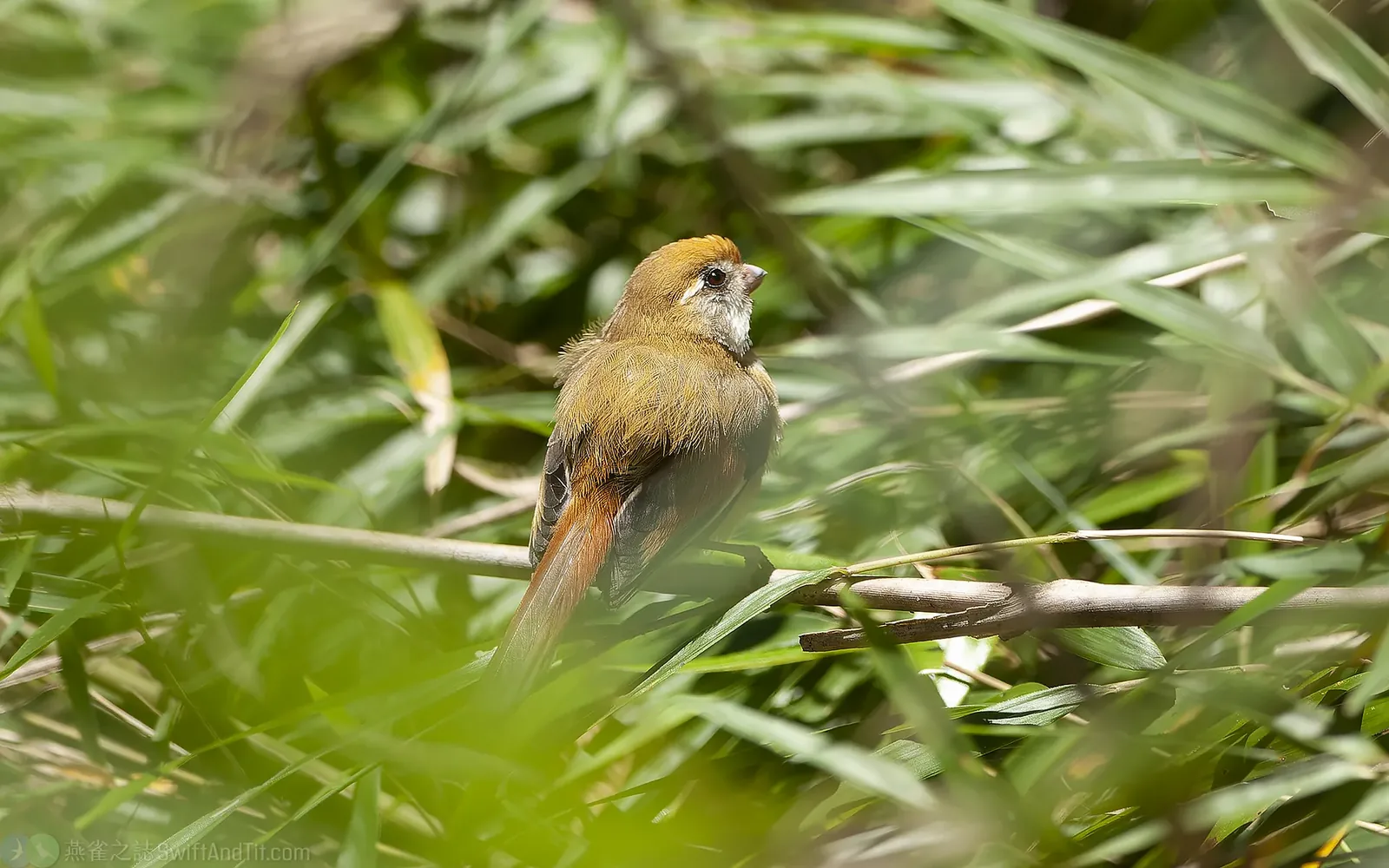 黃羽鸚嘴 Golden Parrotbill