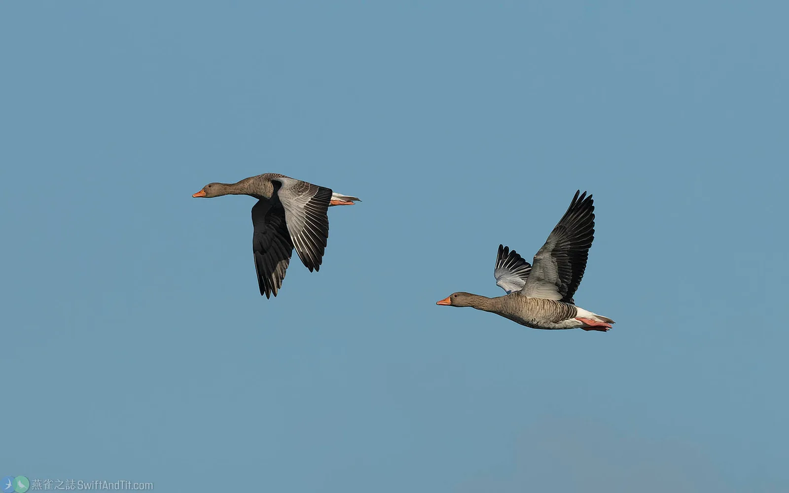 灰雁 Graylag Goose