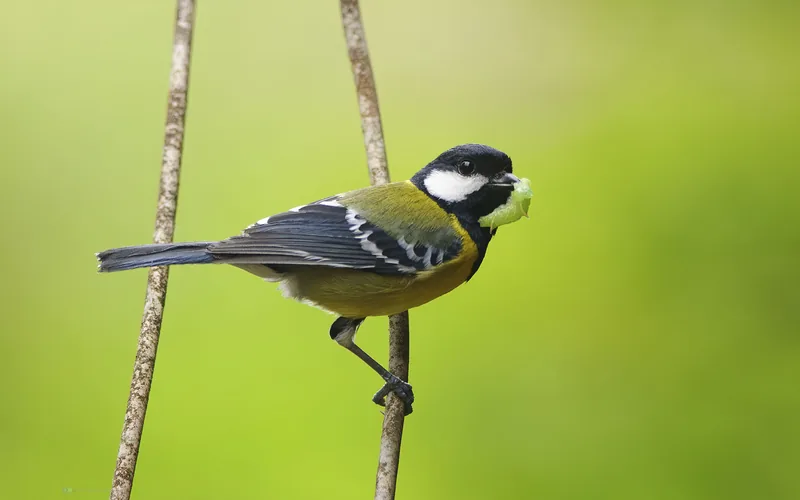 青背山雀 Green-backed Tit