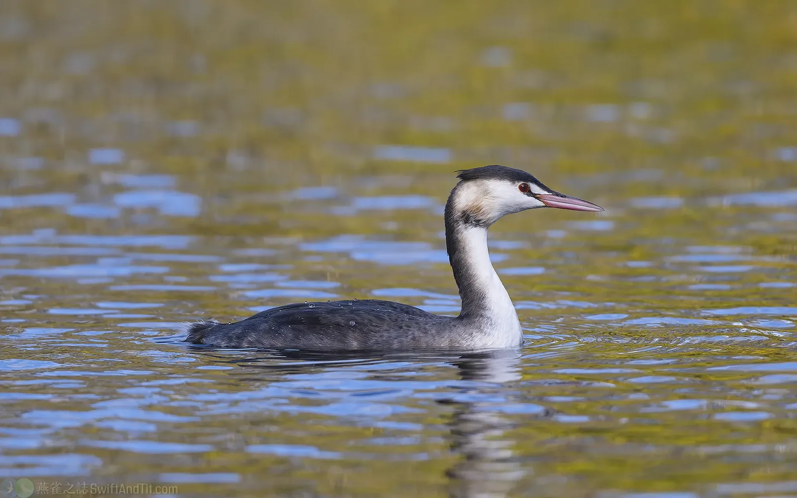 冠鸊鷉 Great Crested Grebe
