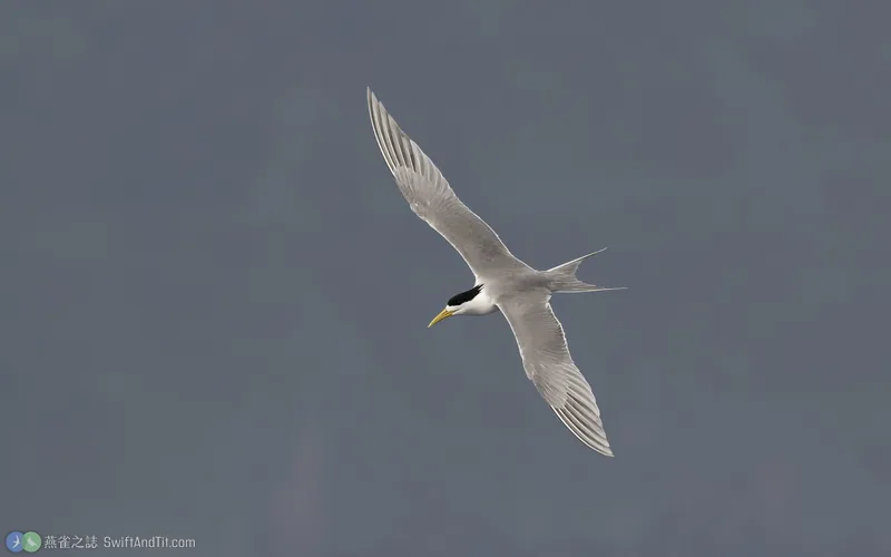 鳳頭燕鷗 Great Crested Tern