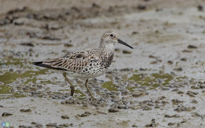 大濱鷸 Great Knot