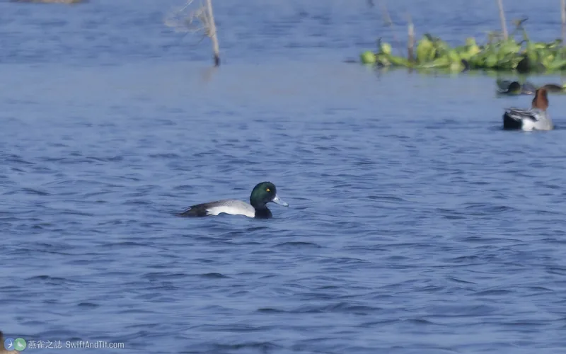 斑背潛鴨 Greater Scaup
