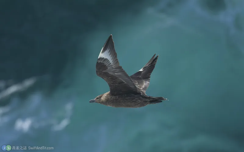 大賊鷗 Great Skua