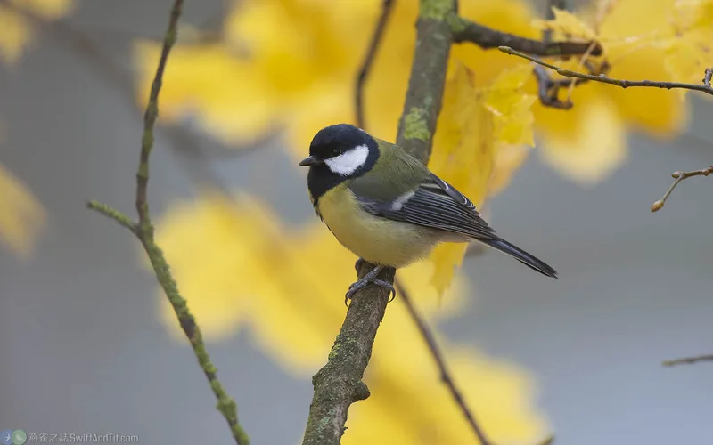 Great Tit Great Tit