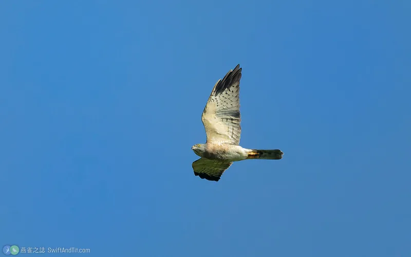 赤腹鷹 Chinese Sparrowhawk