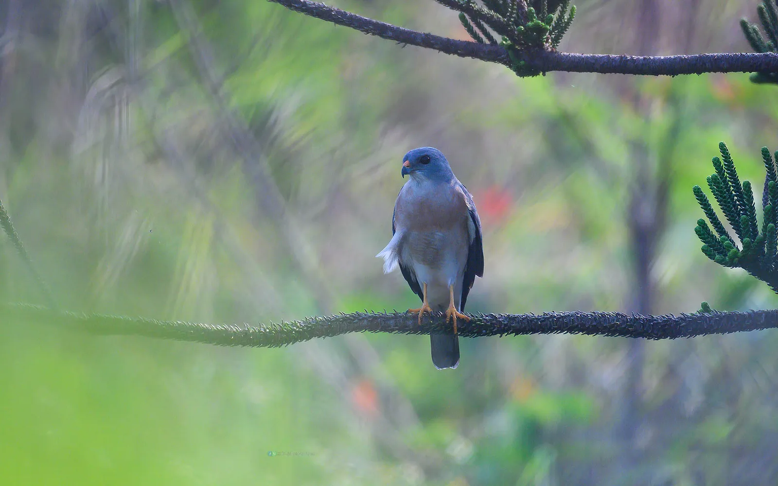 赤腹鷹 Chinese Sparrowhawk