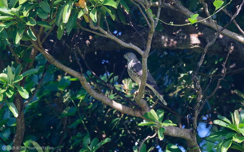赤腹鷹 Chinese Sparrowhawk