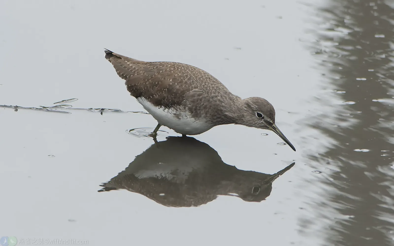 白腰草鷸 Green Sandpiper