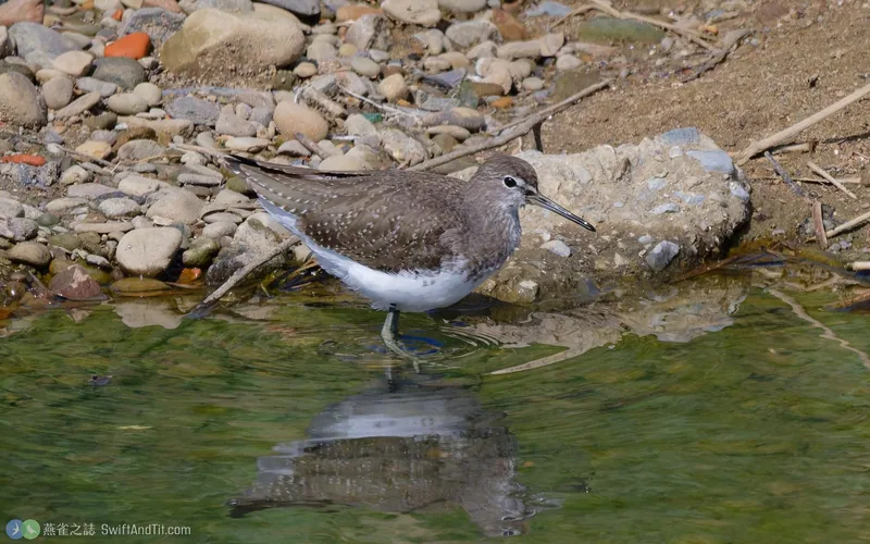 白腰草鷸 Green Sandpiper