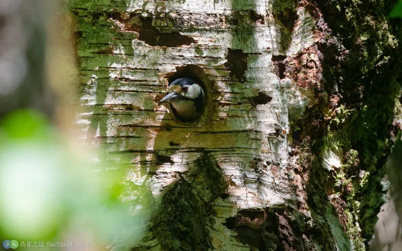 大斑啄木鳥 Great Spotted Woodpecker
