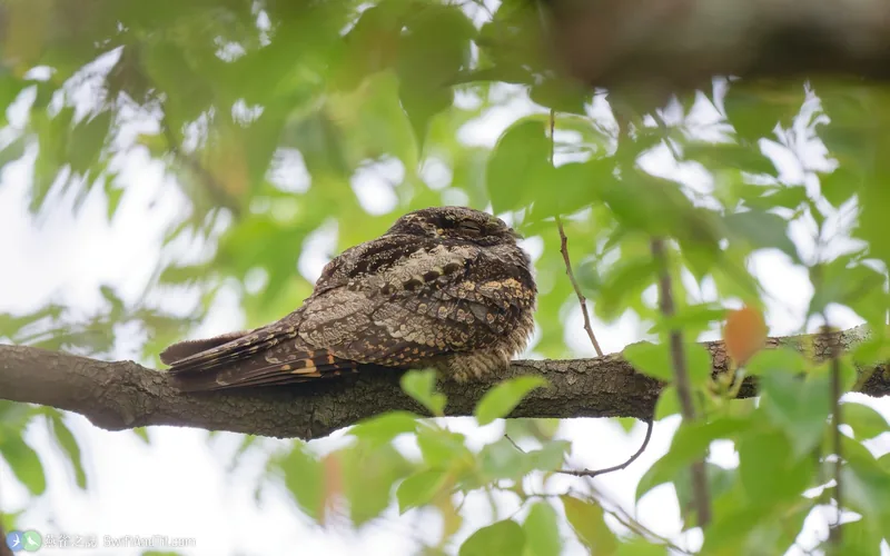 普通夜鷹 Gray Nightjar