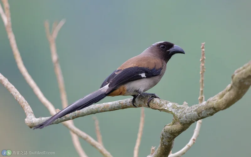 樹鵲 Gray Treepie