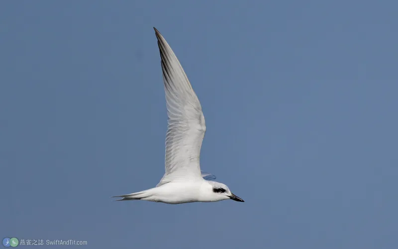 鷗嘴燕鷗 Gull-billed Tern