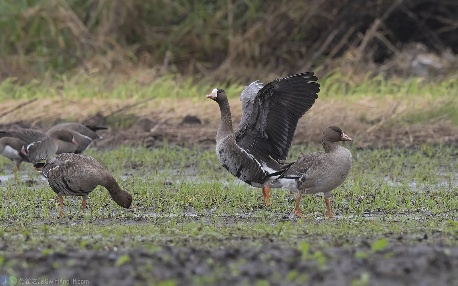 白額雁 Greater White-fronted Goose