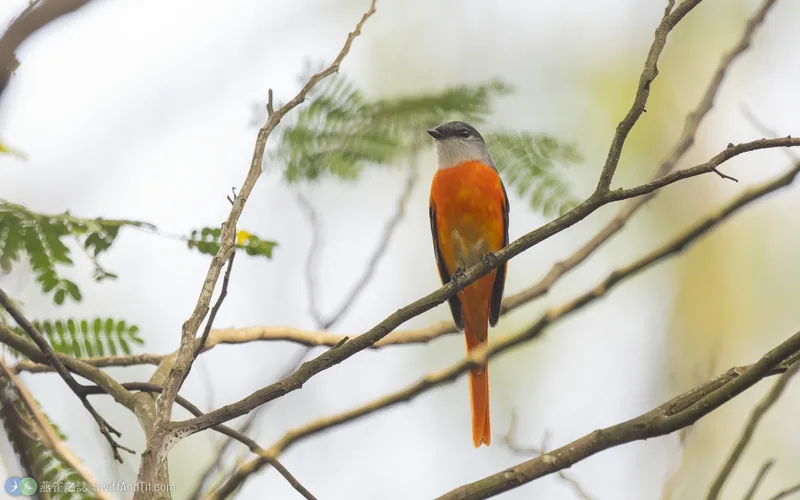 灰喉山椒鳥 Gray-chinned Minivet