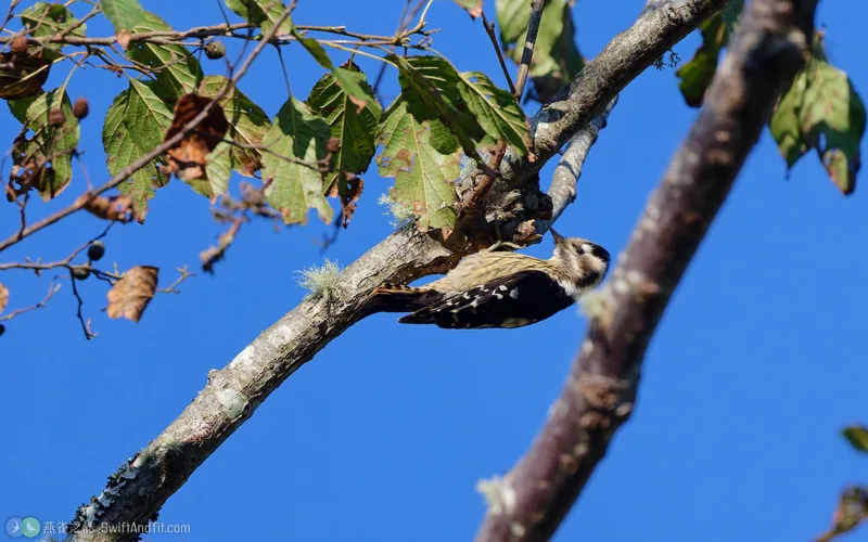 小啄木 Gray-capped Pygmy Woodpecker