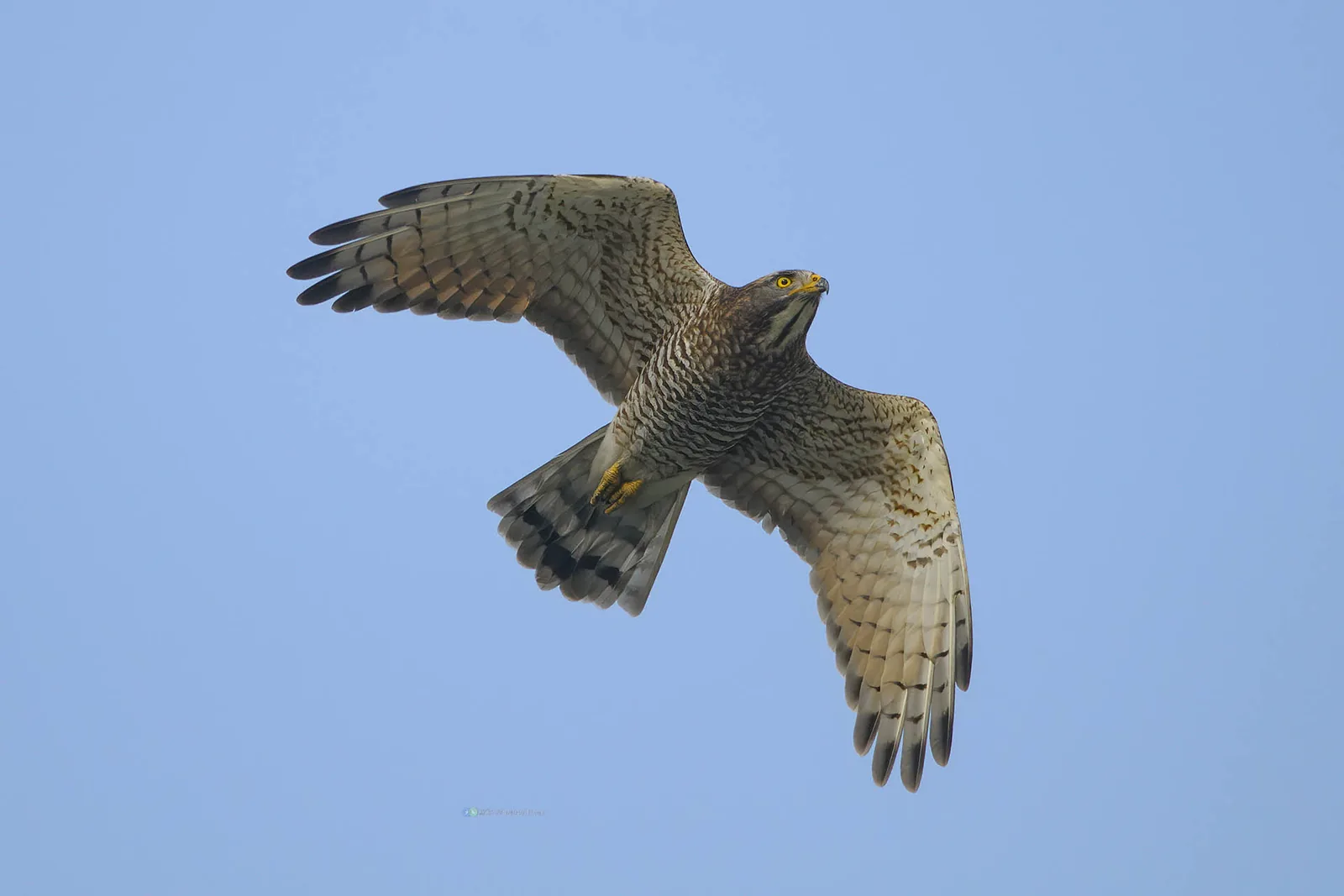 灰面鵟鷹 Gray-faced Buzzard
