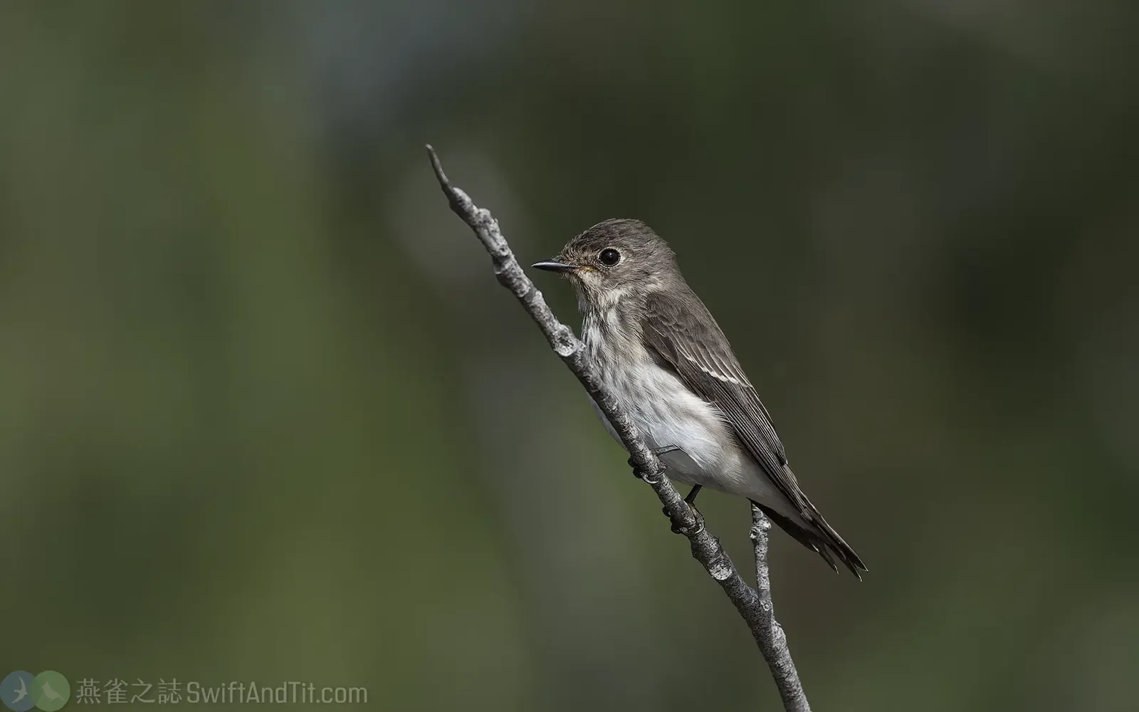 灰斑鶲 Gray-streaked Flycatcher