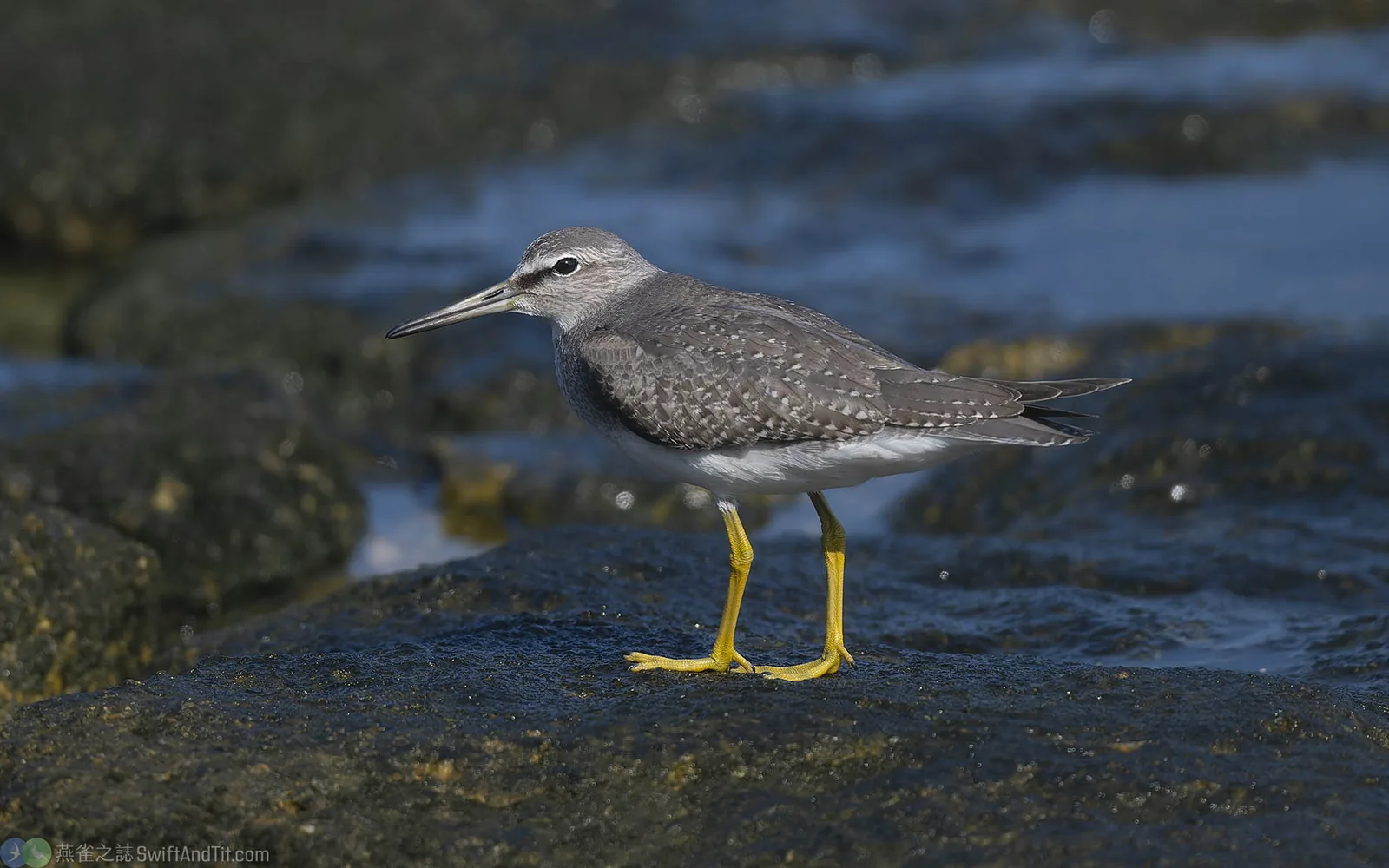 黃足鷸 Gray-tailed Tattler