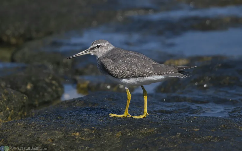 黃足鷸 Gray-tailed Tattler
