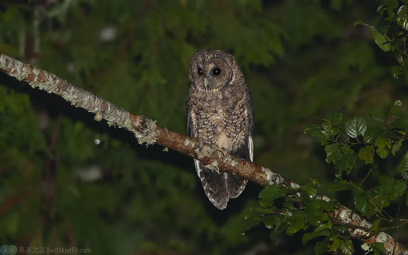 東方灰林鴞 Himalayan Owl