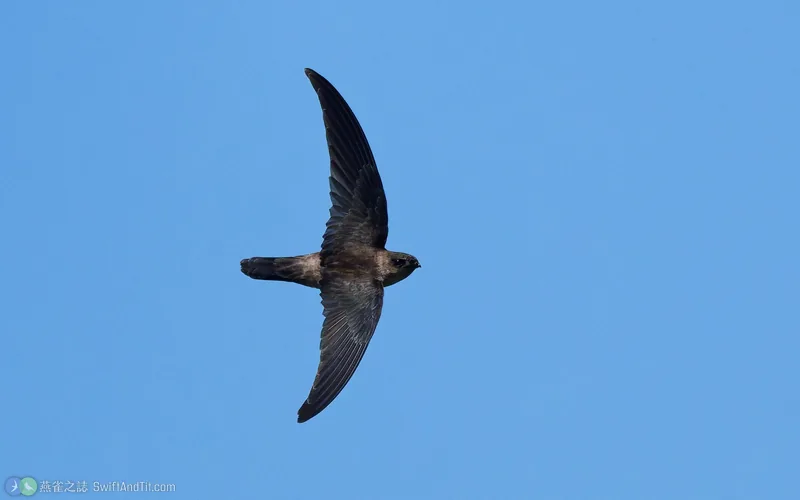 短嘴金絲燕 Himalayan Swiftlet