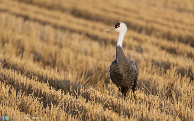 白頭鶴 Hooded Crane