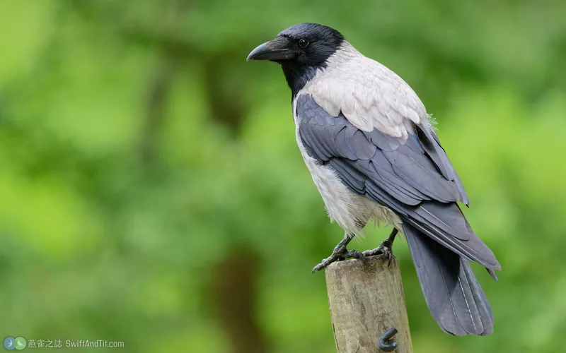黑頭鴉 Hooded Crow