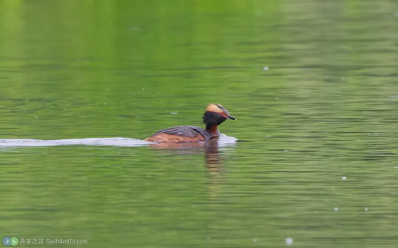 角鸊鷉 Horned Grebe