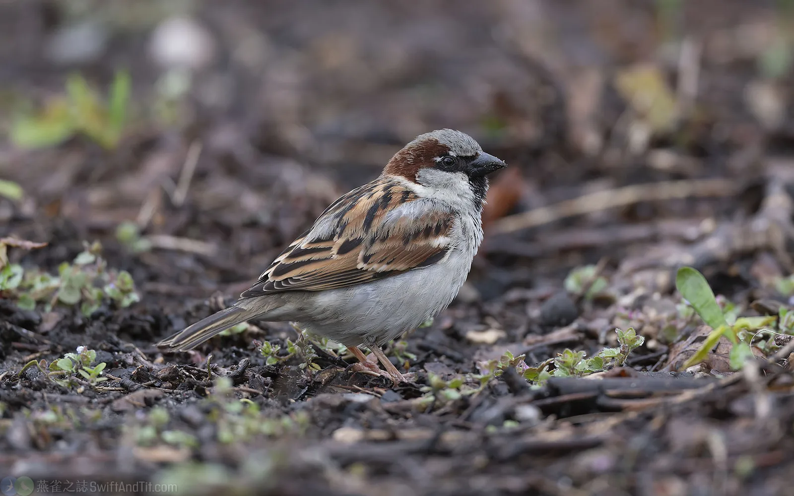 家麻雀 House Sparrow