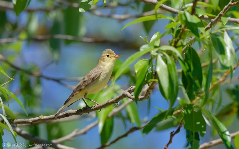 綠籬鶯 Icterine Warbler