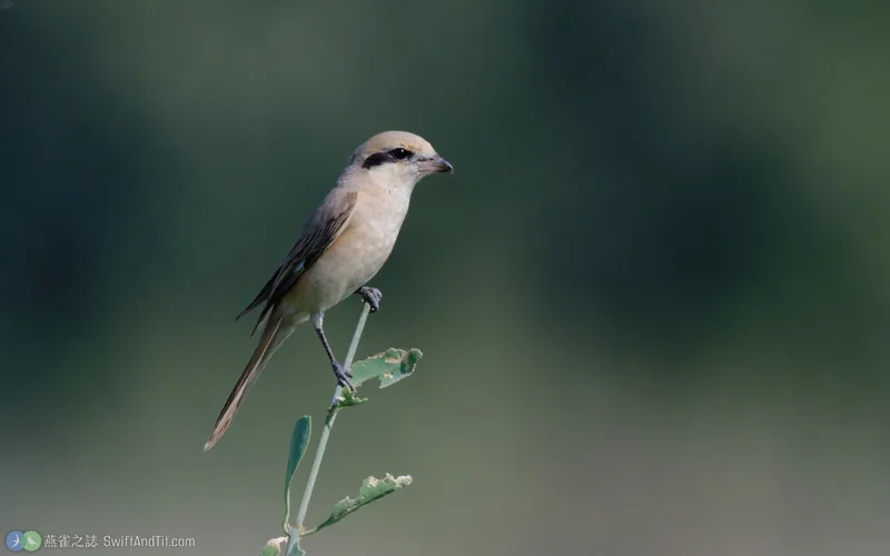 荒漠伯勞 Isabelline Shrike