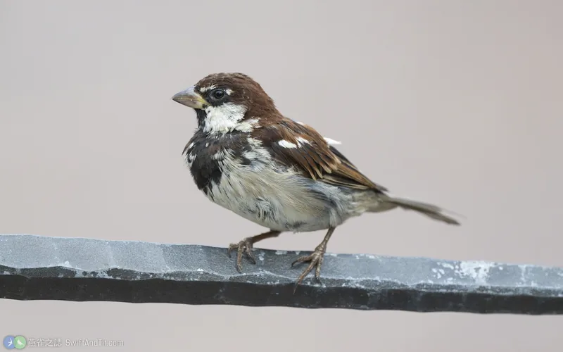 義大利麻雀 Italian Sparrow