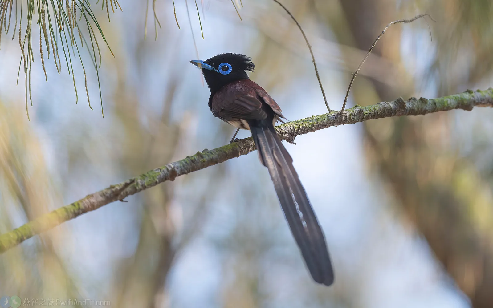 紫綬帶 Black Paradise-Flycatcher