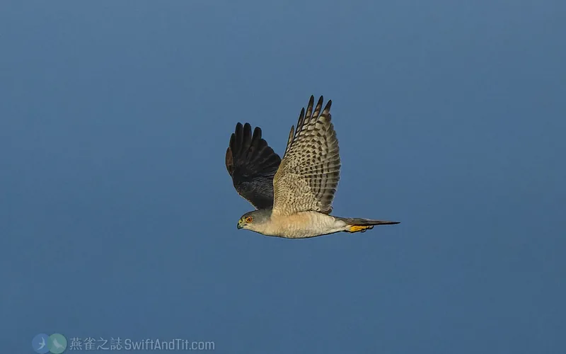 日本松雀鷹 Japanese Sparrowhawk