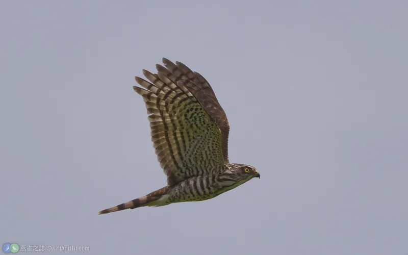 日本松雀鷹 Japanese Sparrowhawk 幼鳥 飛行