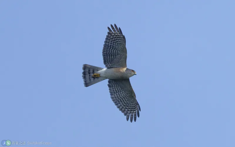 日本松雀鷹 Japanese Sparrowhawk